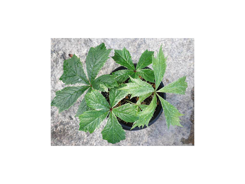 RODGERSIA PODOPHYLLA 'SHIRO FU'