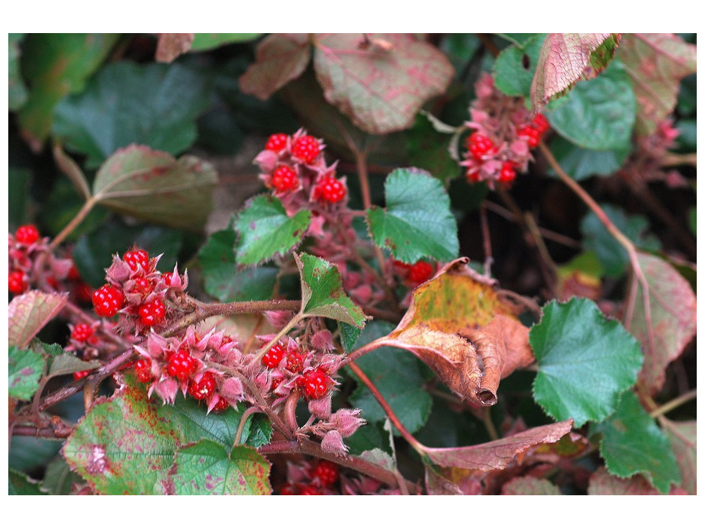 RUBUS BUERGERI CMBTW1521