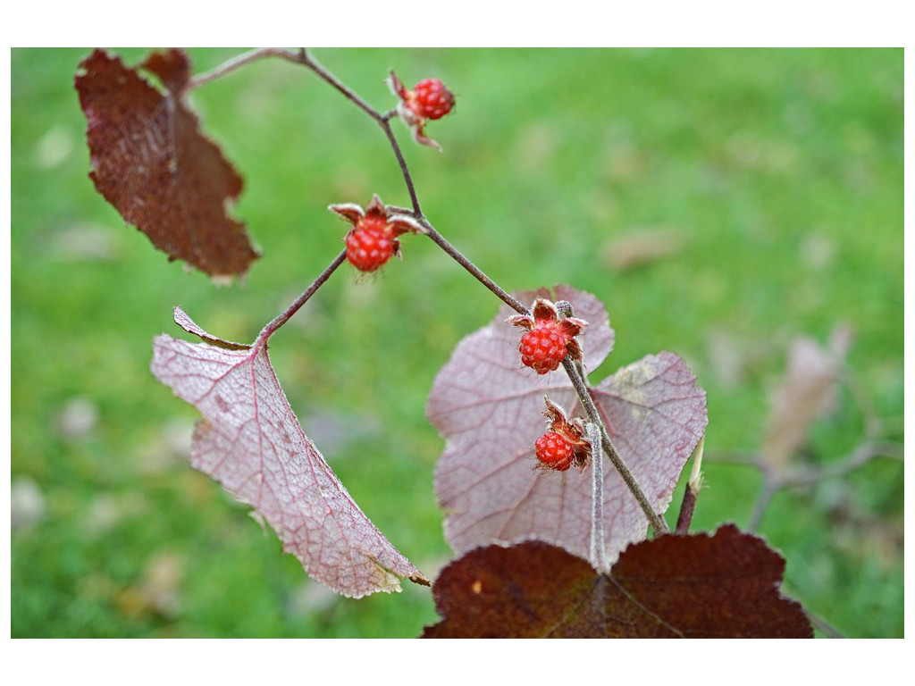 RUBUS HUNANENSIS CBTW1518