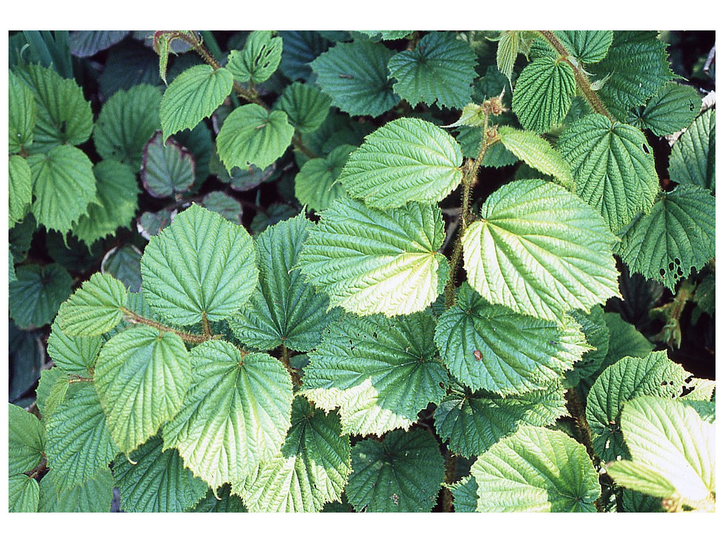 RUBUS aff.YIWUANUS (GONGGA) CBCH2165 RUBUS aff.YIWUANUS (GONGGA) CBCH2165