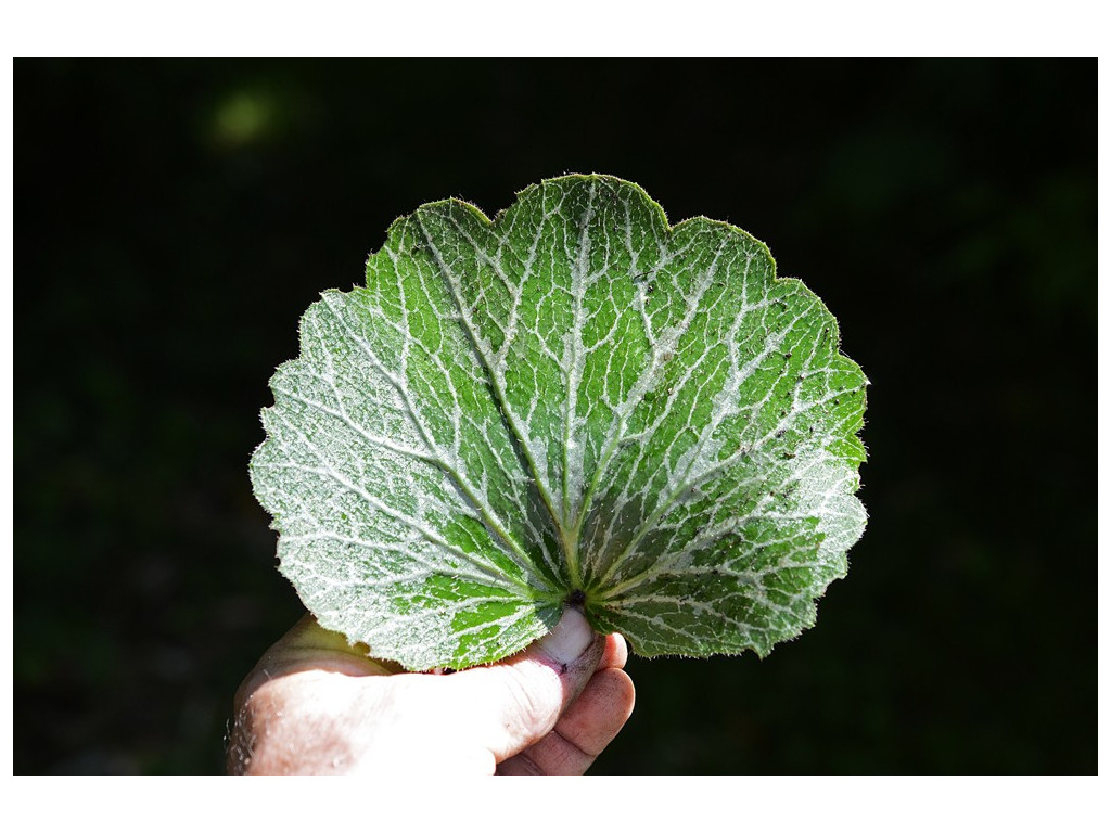 SAXIFRAGA STOLONIFERA 'UCHIWA'