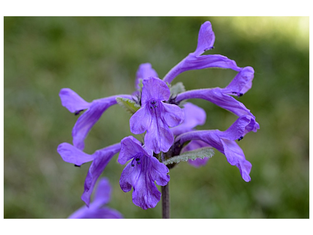 STACHYS MACRANTHA