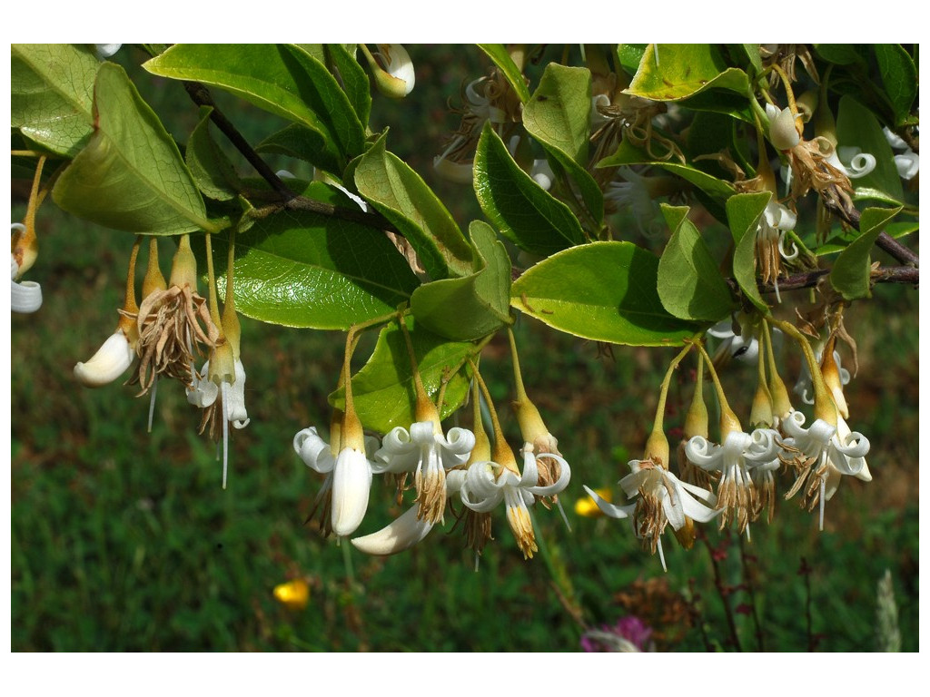 STYRAX CONFUSUS CHN2796