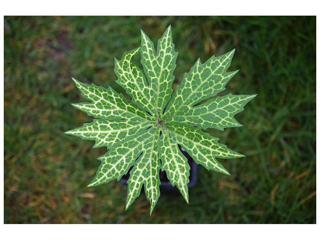 SYNEILESIS PALMATA 'KIKKO NAKAFU'