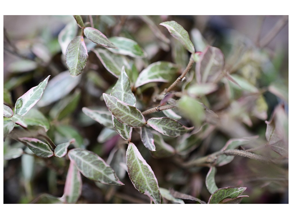 TRACHELOSPERMUM ASIATICUM 'GOSHIKI CHIRIMEN' TRACHELOSPERMUM ASIATICUM 'GOSHIKI CHIRIMEN'