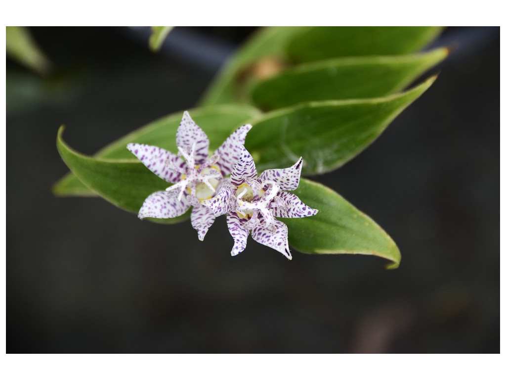 TRICYRTIS HIRTA 'VARIEGATA'