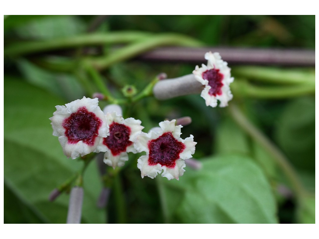 PAEDERIA SCANDENS CBJP1897