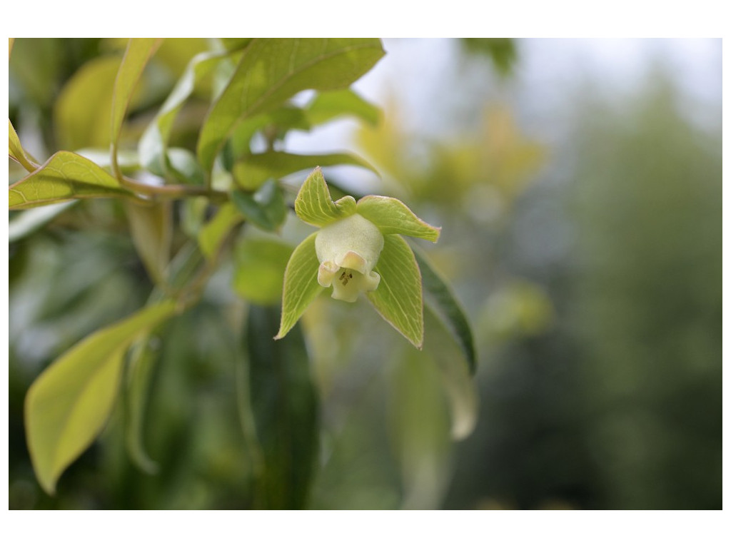 DIOSPYROS CATHAYENSIS DIOSPYROS CATHAYENSIS
