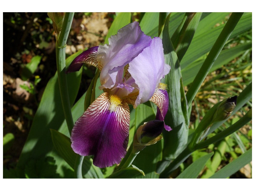 IRIS TROJANA