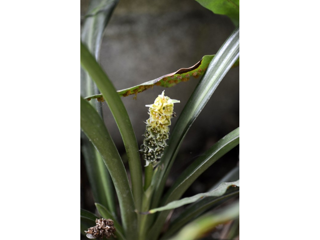 ROHDEA CHINENSIS 'GREEN PANDA' ROHDEA CHINENSIS 'GREEN PANDA'