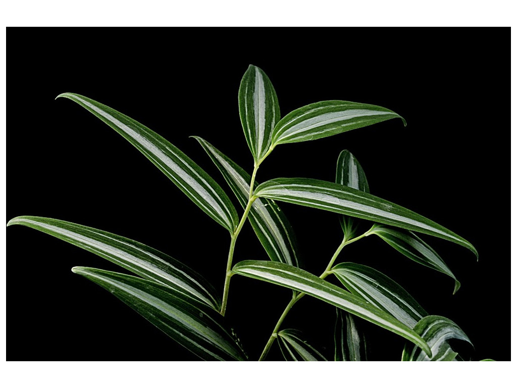 POLYGONATUM FALCATUM 'SILVER STRIPES'