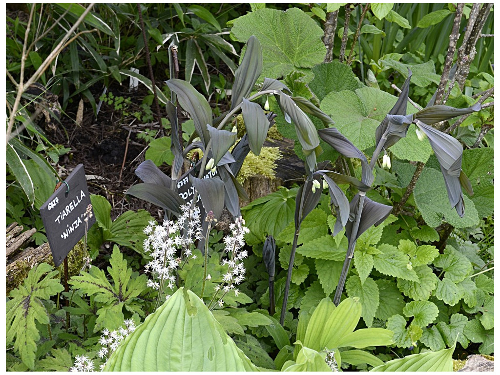 POLYGONATUM ODORATUM 'RAON BLACK' POLYGONATUM ODORATUM 'RAON BLACK'