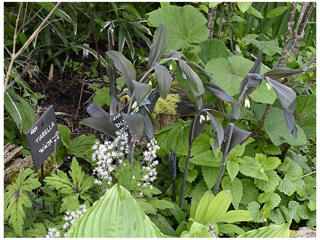 POLYGONATUM ODORATUM 'RAON BLACK'