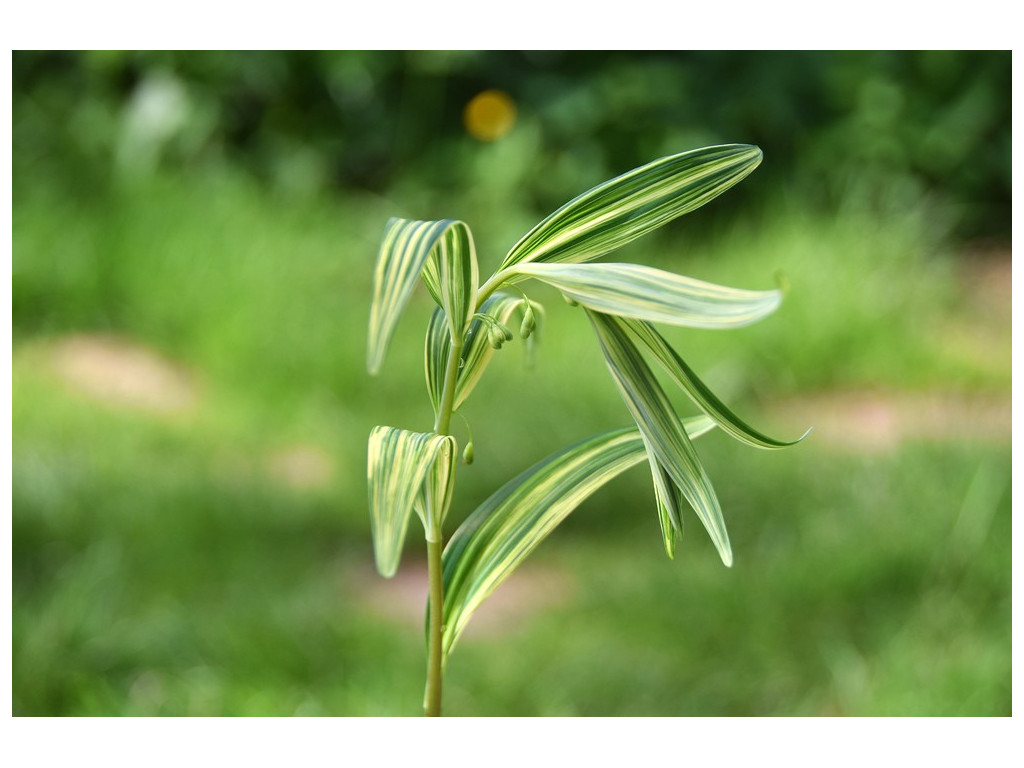 POLYGONATUM FALCATUM 'VARIEGATA'