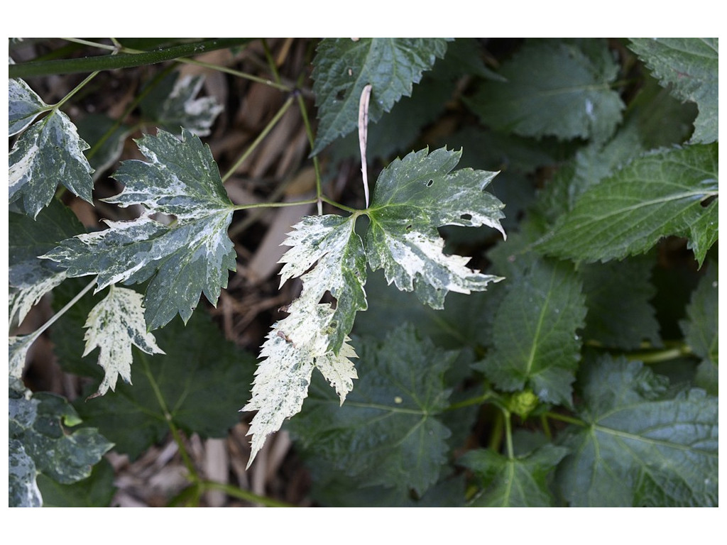 ACTAEA SIMPLEX 'NEIGE NIPPONE' ACTAEA SIMPLEX 'NEIGE NIPPONE'