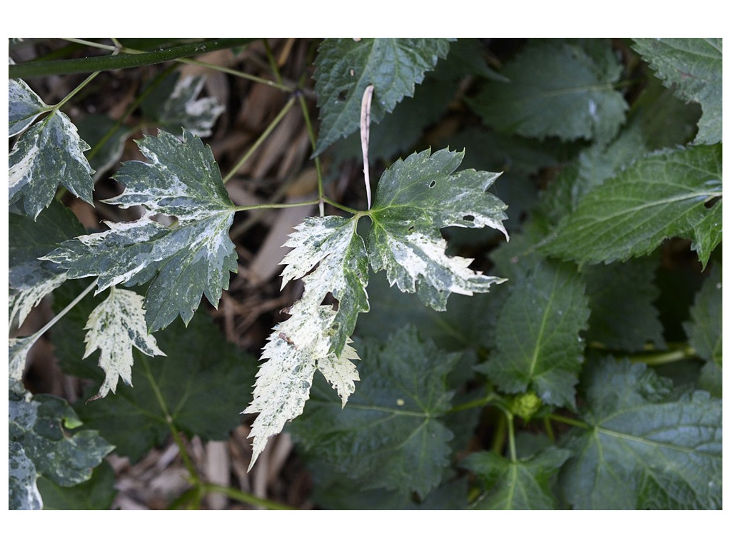 ACTAEA SIMPLEX 'NEIGE NIPPONE'