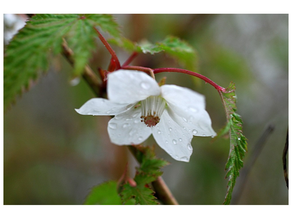 RUBUS PALMATUS var.COPTOPHYLLUS CBJP2166