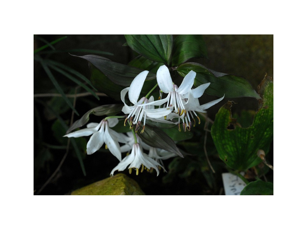 DISPORUM MEGALANTHUM 'LILY' CBCH868