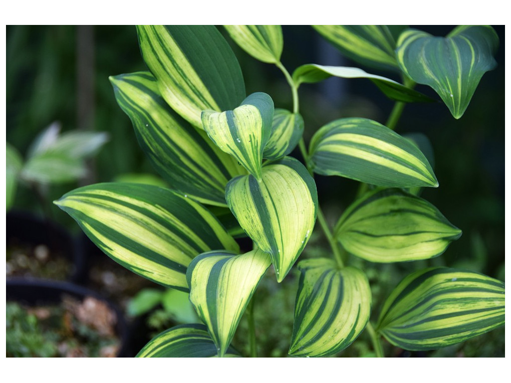 POLYGONATUM ODORATUM 'ZAO NISHIKI' POLYGONATUM ODORATUM 'ZAO NISHIKI'