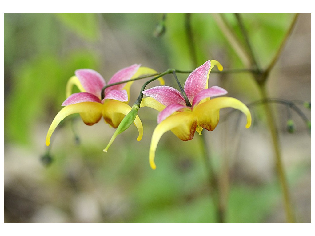 EPIMEDIUM 'DOMAINE DE SAINT JEAN DE BEAUREGARD'