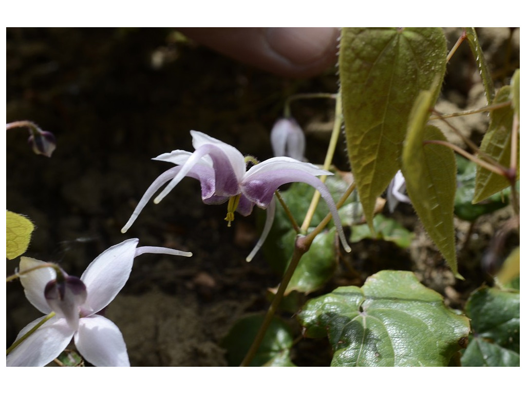 EPIMEDIUM LEPTORRHIZUM x ACUMINATUM