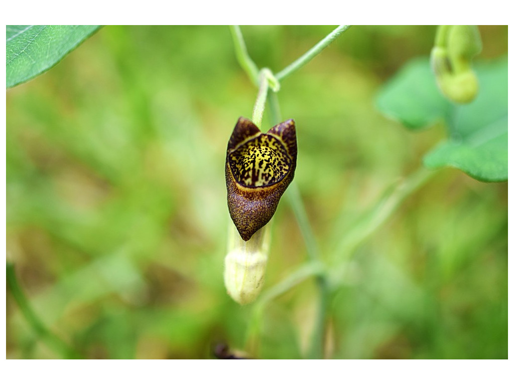 ARISTOLOCHIA HETEROPHYLLA ARISTOLOCHIA HETEROPHYLLA