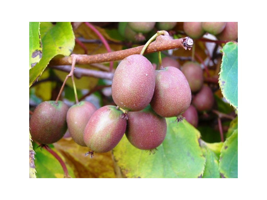 ACTINIDIA ARGUTA 'KEN'S RED'