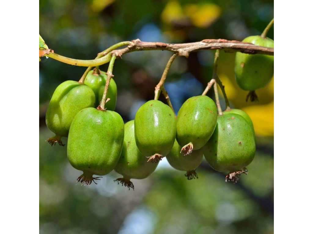 ACTINIDIA ARGUTA plant femelle ACTINIDIA ARGUTA plant femelle