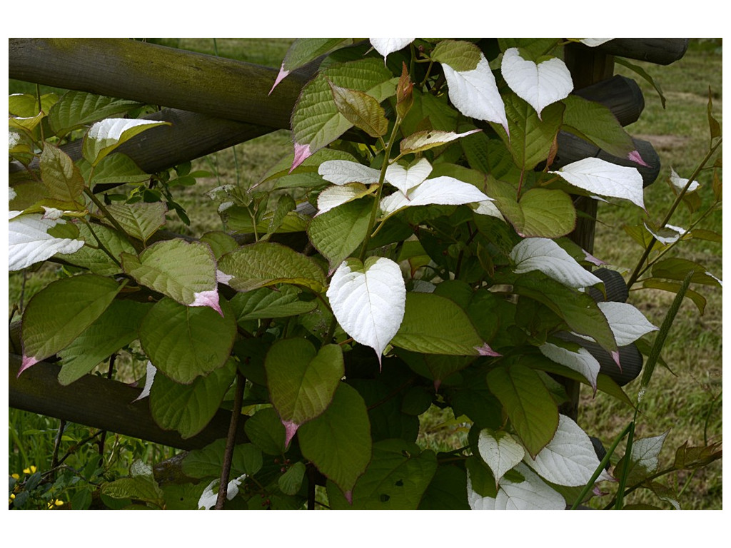 ACTINIDIA KOLOMIKTA 'Dr. SZYMANOWSKI'