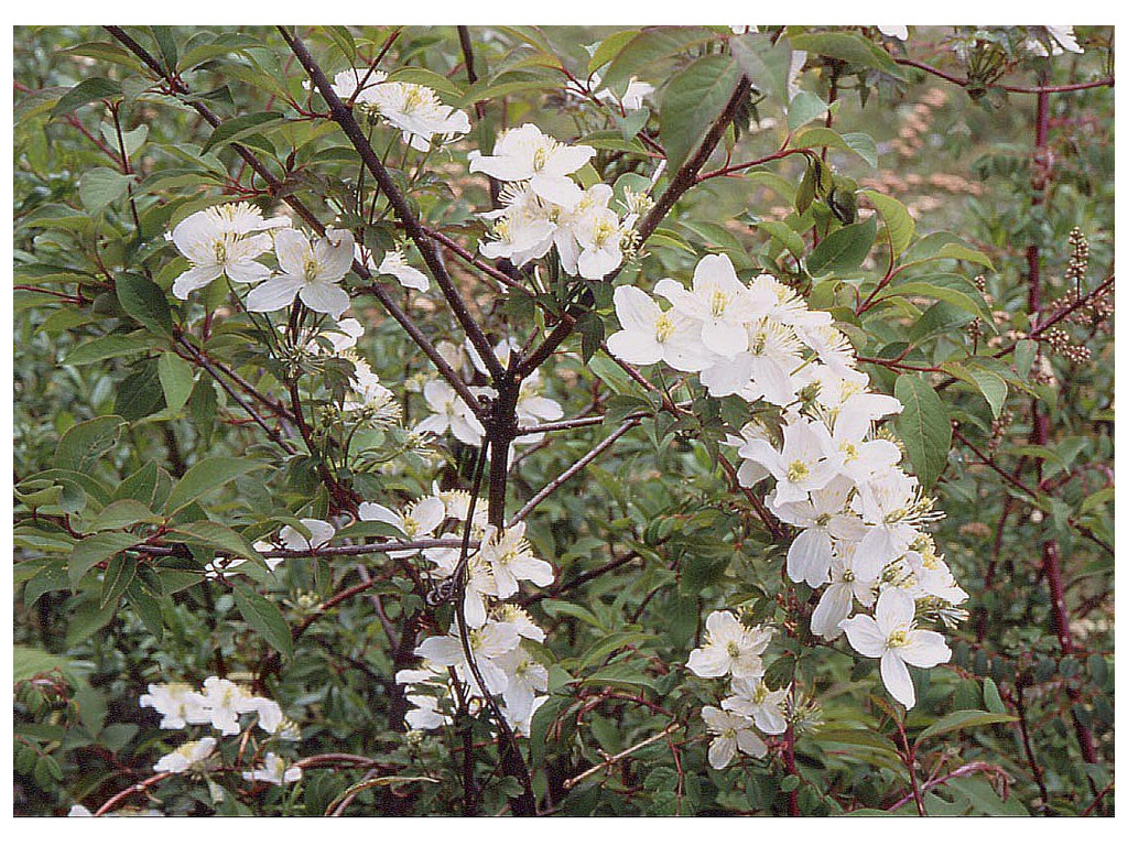 CLEMATIS MONTANA var.GRANDIFLORA