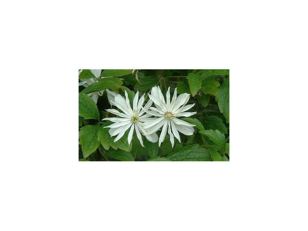 CLEMATIS MONTANA 'MARGARET JONES' CLEMATIS MONTANA 'MARGARET JONES'