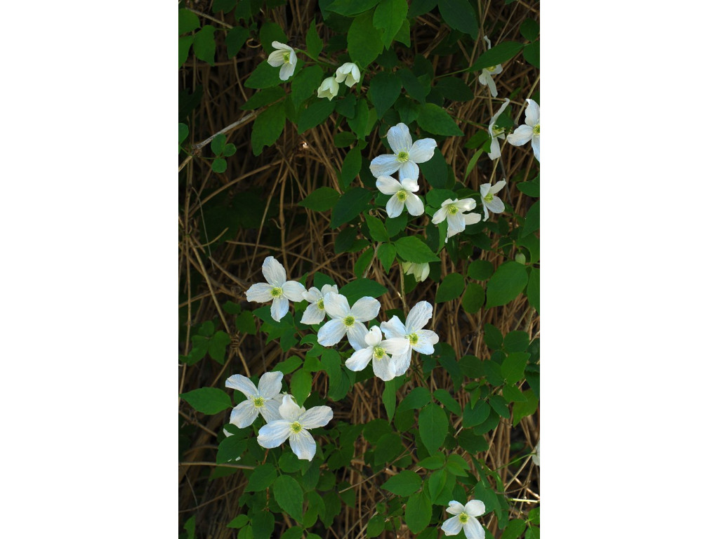 CLEMATIS MONTANA 'SPRING JOY'