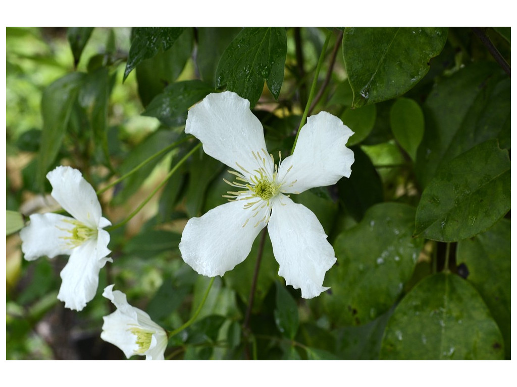 CLEMATIS MONTANA var.WILSONII