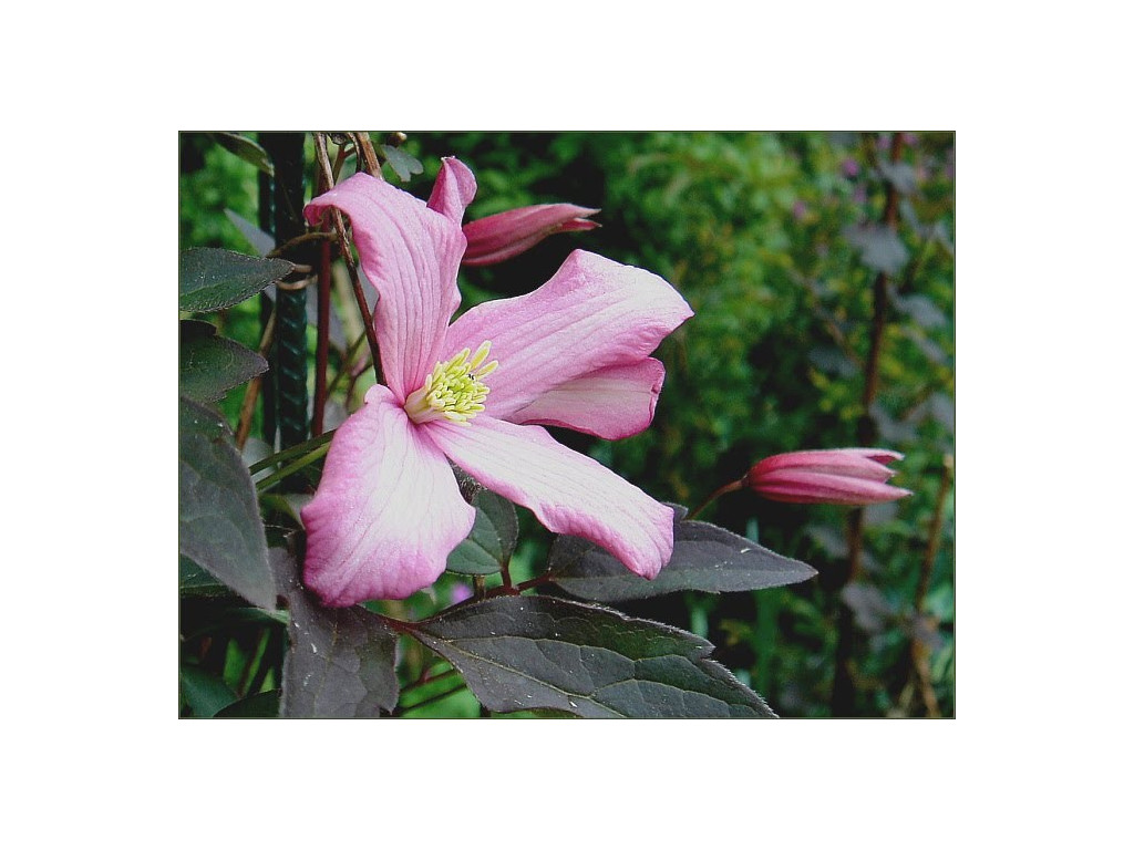 CLEMATIS MONTANA 'WARWICKSHIRE ROSE' CLEMATIS MONTANA 'WARWICKSHIRE ROSE'