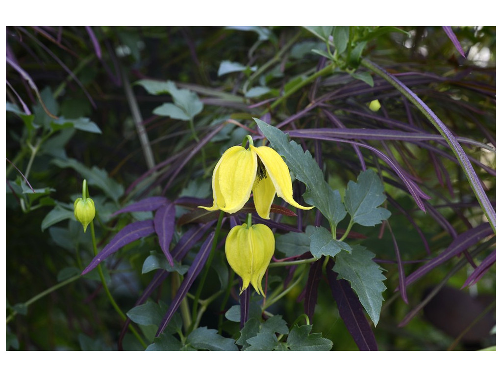 CLEMATIS TANGUTICA