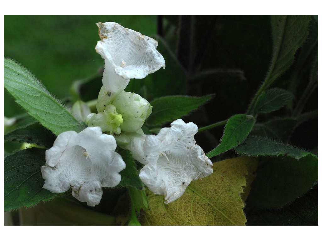 STROBILANTHES NUTANS