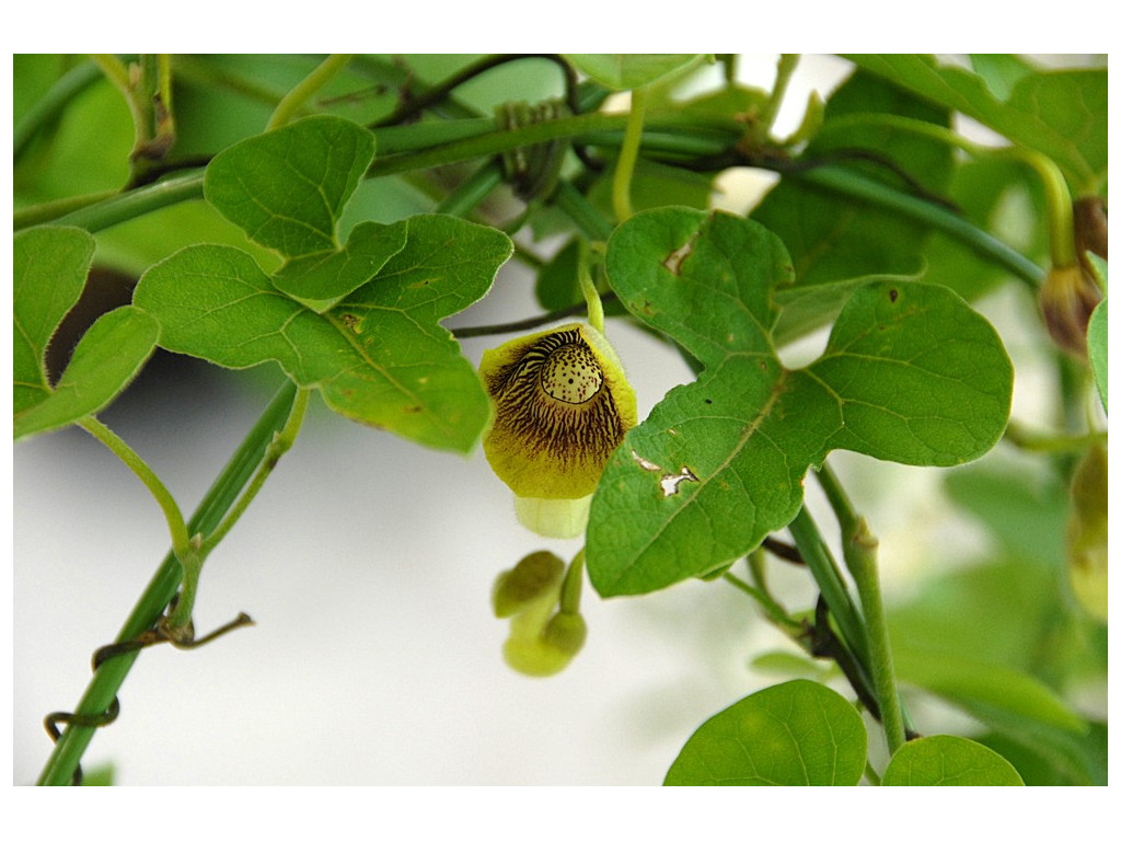 ARISTOLOCHIA KAEMPFERI CBJP930