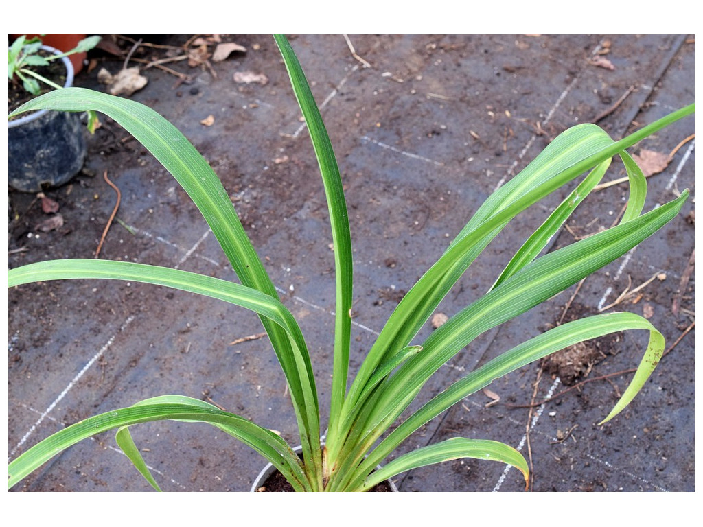 TUPISTRA aff.JINFUSHANENSIS TUPISTRA aff.JINFUSHANENSIS