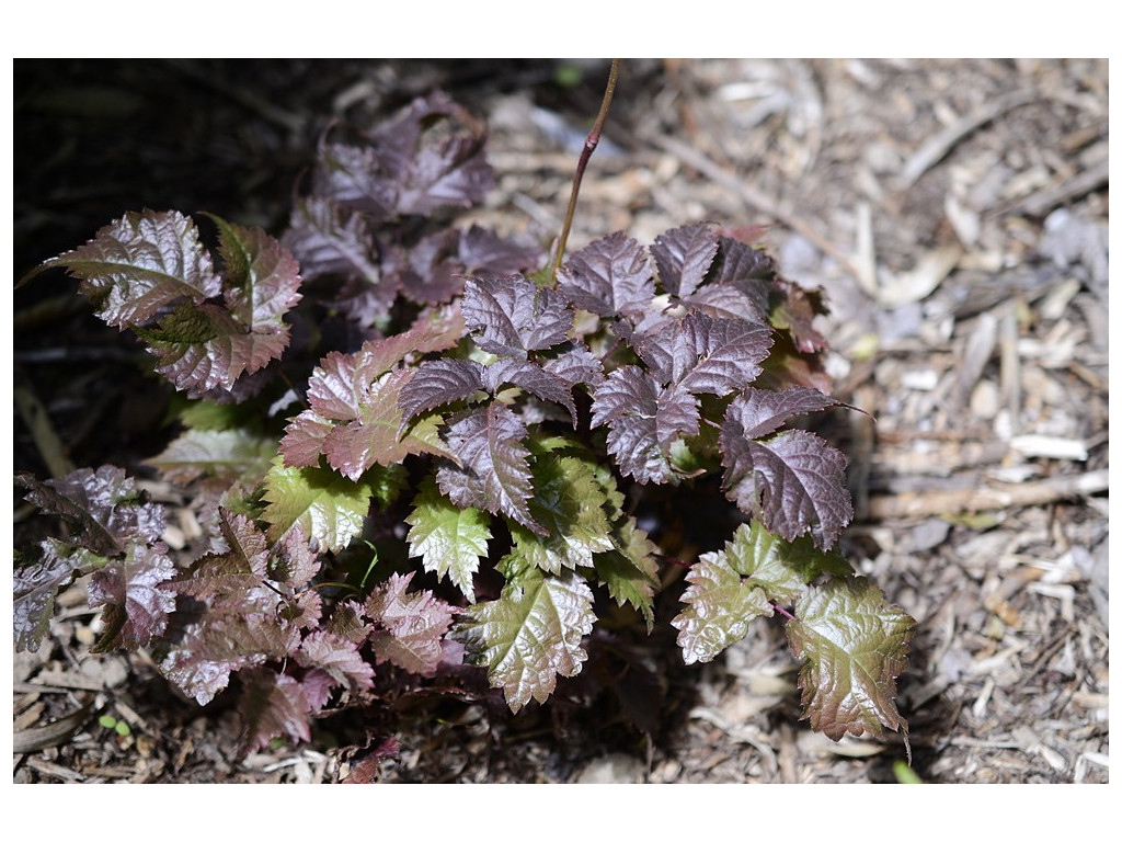 ASTILBE ODONTOPHYLLA 'KARASUBA'