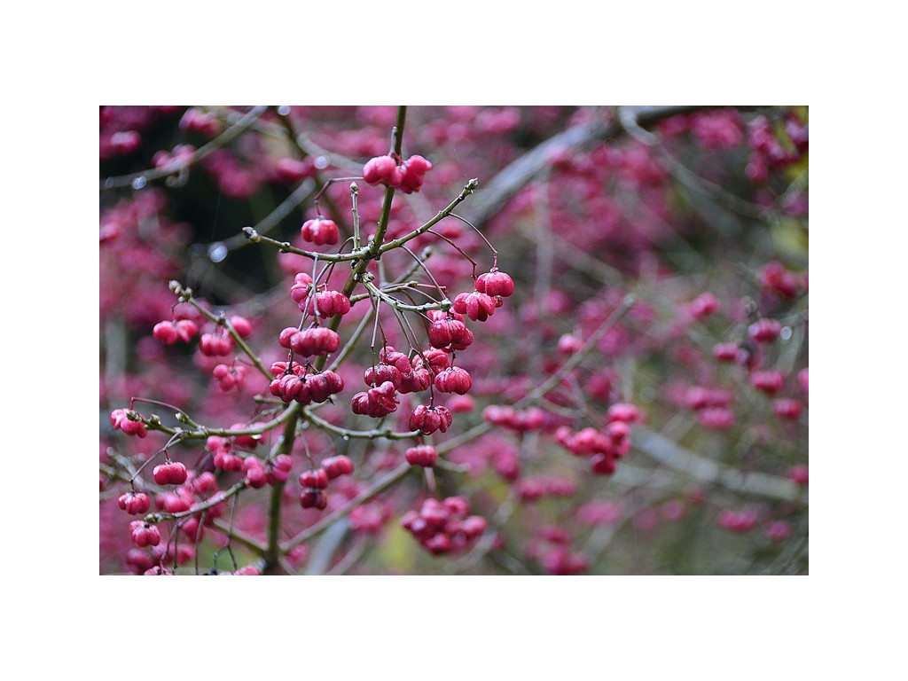 EUONYMUS SIEBOLDIANUS CMBJP2029