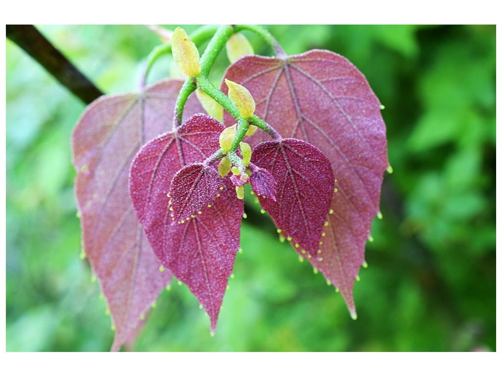 TILIA ENDOCHRYSEA