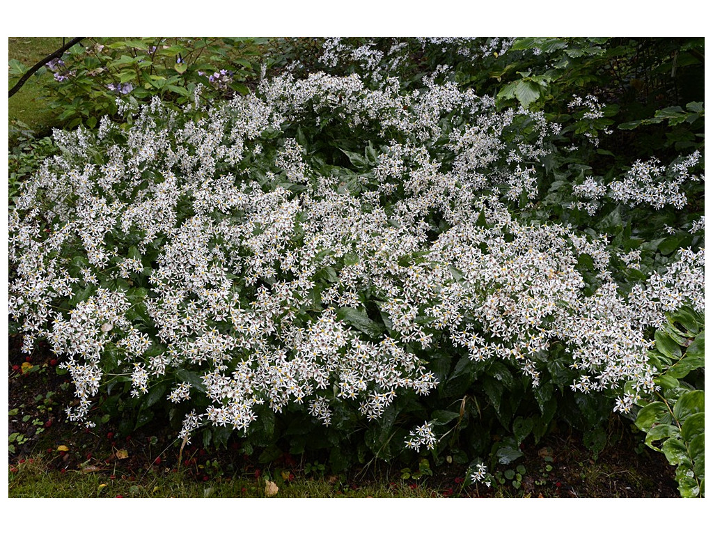 ASTER DIVARICATUS