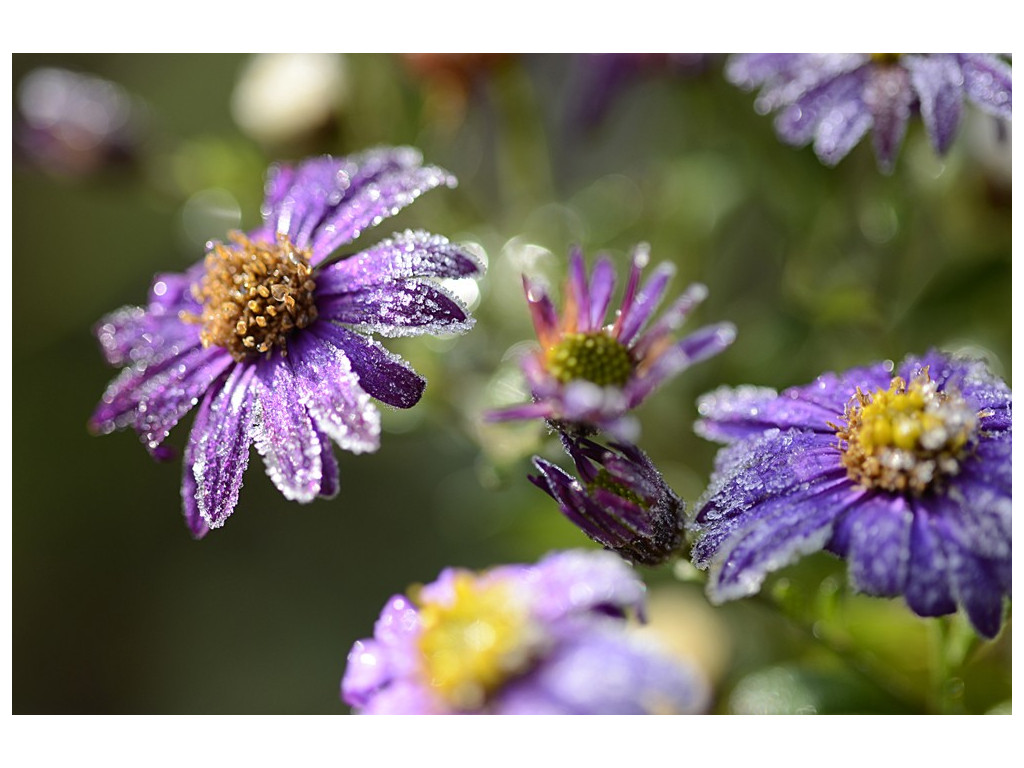 ASTER 'EZO MURASAKI'