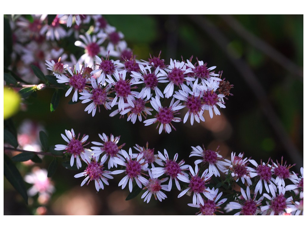 ASTER LATERIFLORUS 'LADY IN BLACK'