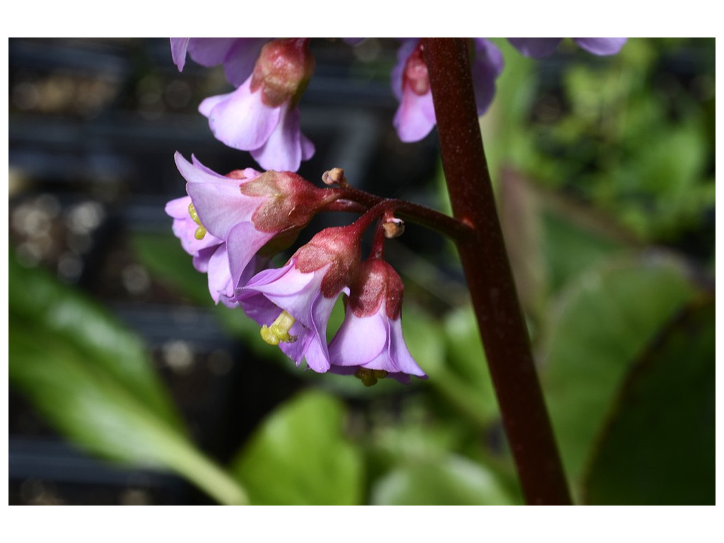 BERGENIA PURPURASCENS