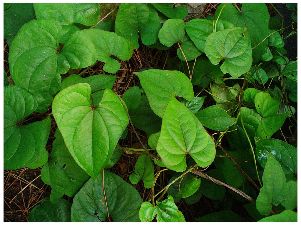 DIOSCOREA BALCANICA