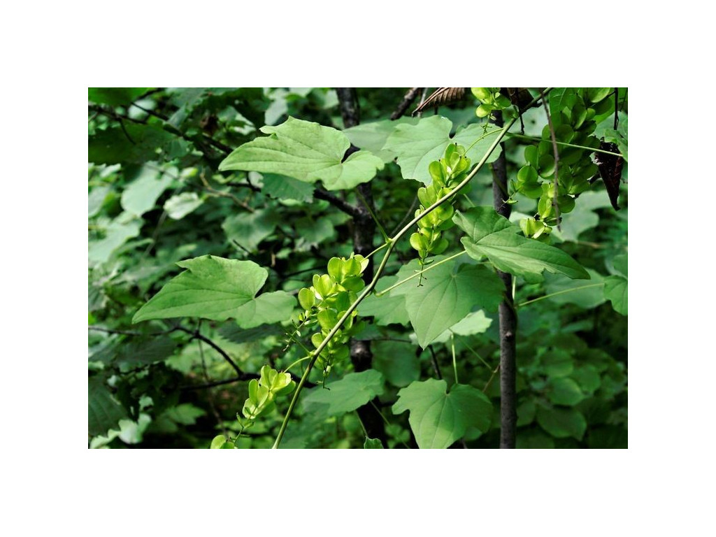 DIOSCOREA NIPPONICA RU5540