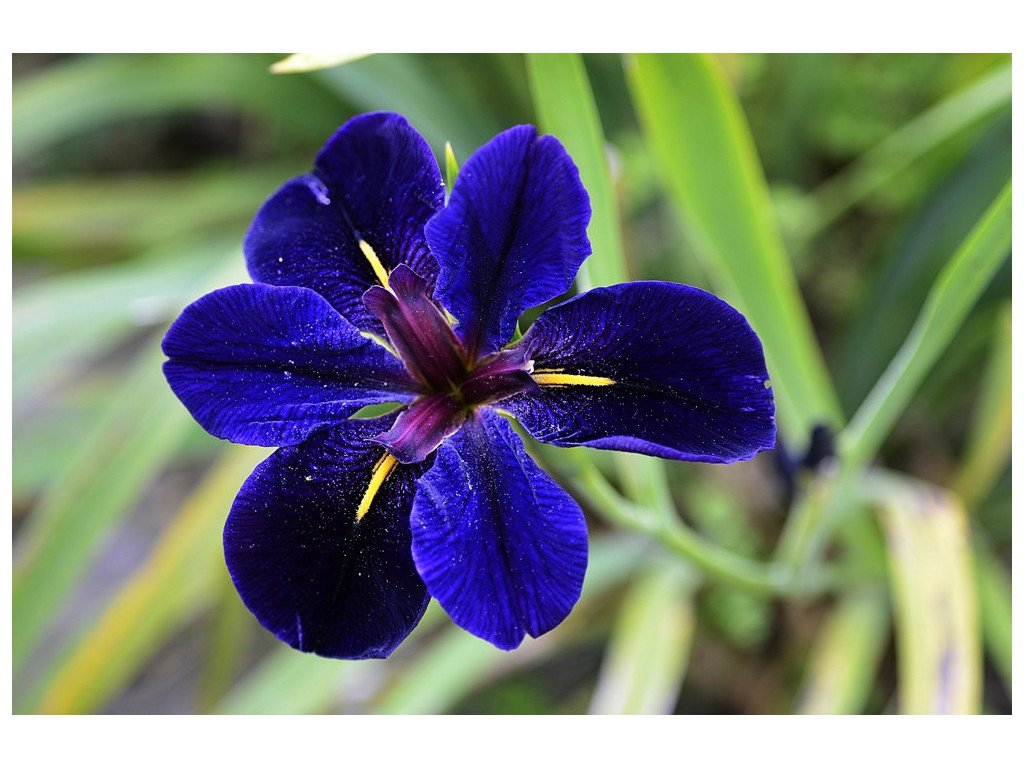 IRIS LOUISIANA 'BLACK GAMECOCK'