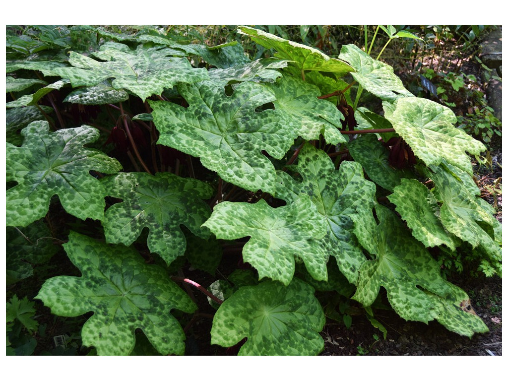 PODOPHYLLUM 'SPOTTY DOTTY'