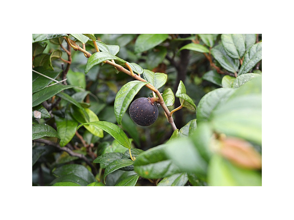 FICUS THUNBERGII CMBJP1981